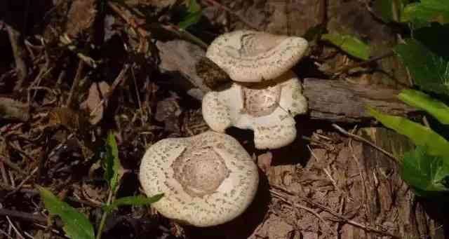 2017年猪苓干货最新价格及分析