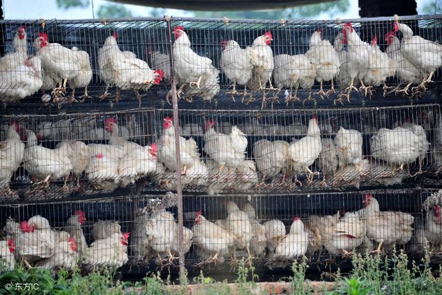 最新肉鸡饲养员招聘启事，迎接饲养新机遇与挑战