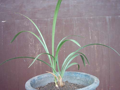 兰花粉荷最新价格及市场趋势深度解析