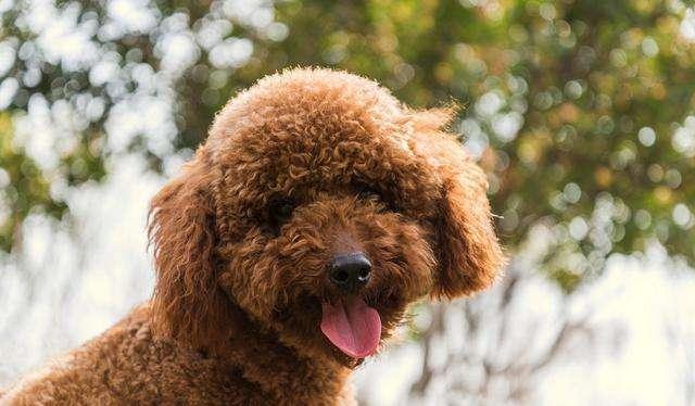 女子花18888元买泰迪 狗被画眼线,女子花费巨额买泰迪犬，狗狗却被画上眼线——事件揭秘