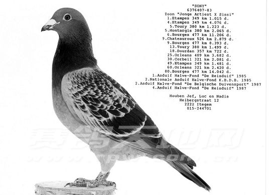 晋州信鸽协会最新公告,晋州信鸽协会最新公告