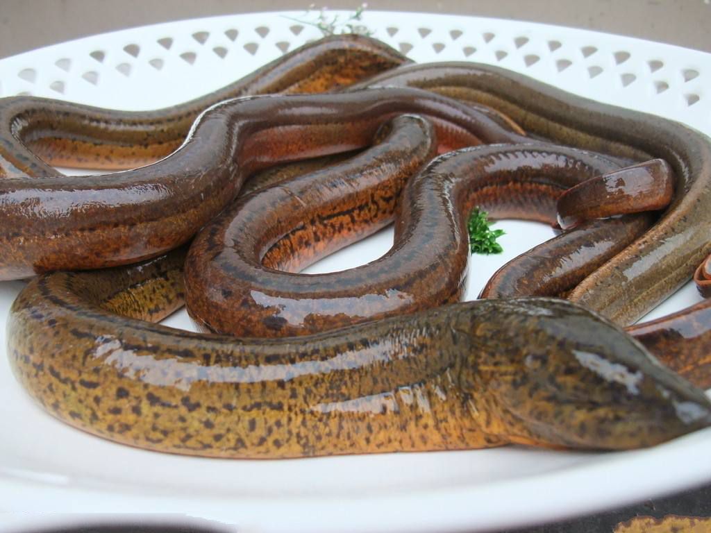 最新捕泥鳅鳝鱼技术,一、捕泥鳅技术概述