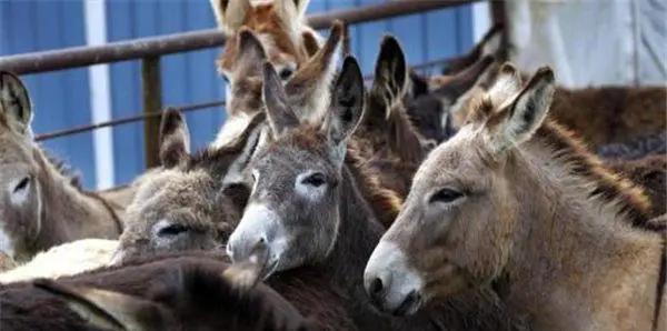 最新驴皮价格暴跌,驴皮价格暴跌背后的原因及影响分析