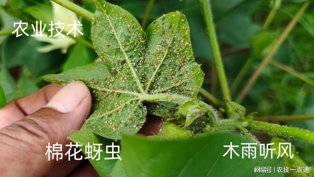 棉花蚜虫最新防治方法,一、棉花蚜虫概述