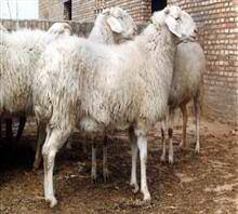 最新养羊技术大全,一、引言