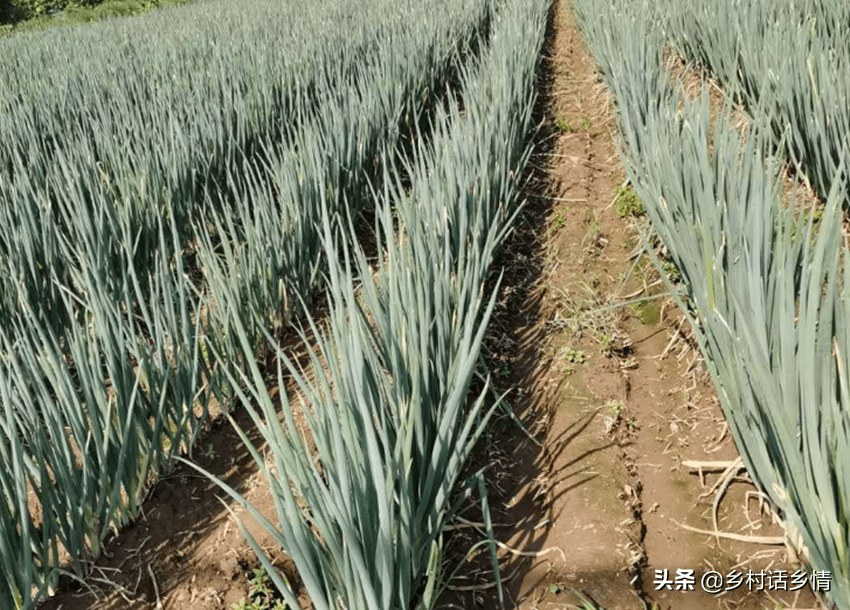 大葱的最新种植方法,大葱的高效种植方法与技巧