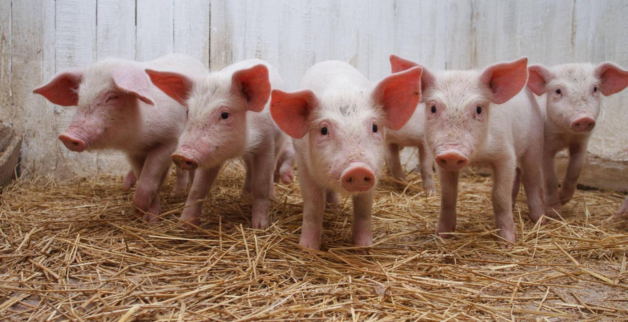 明日猪市行情概览，最新猪价及市场概况分析