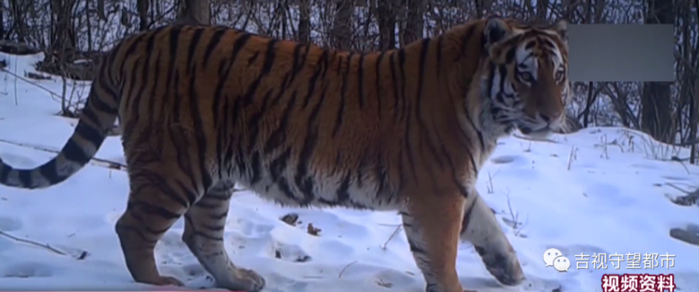 游客偶遇野生东北虎，本地人独特经历揭秘