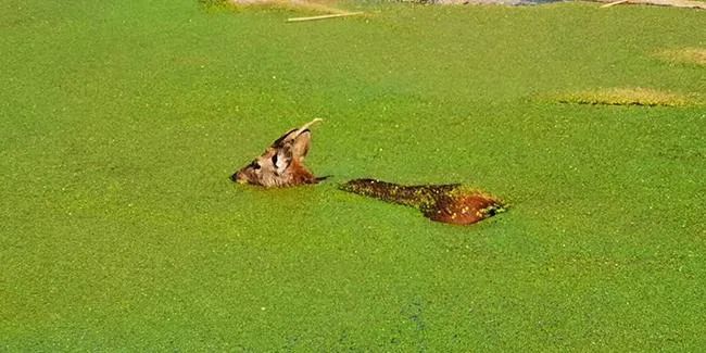 浙江七匹出逃马匹现身上海Citywalk