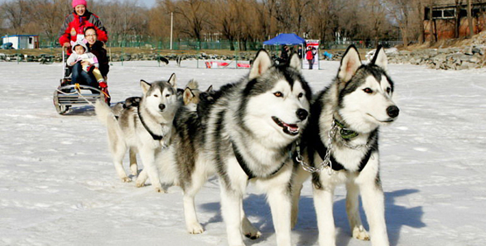 平泉欢乐谷最新动态解读，产品特性、体验、竞品对比与用户分析揭秘