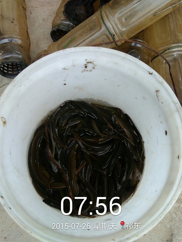 最新高效安全捕获黄鳝攻略，28日抓黄鳝技巧与方法