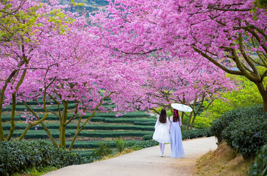 28日樱花盛开之日的资源探寻，惊喜与奥秘揭秘