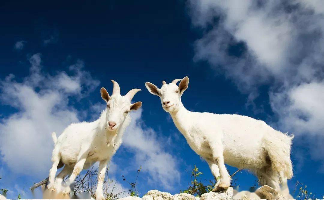 2月29日山羊最新行情揭秘，价格走势与新鲜速递