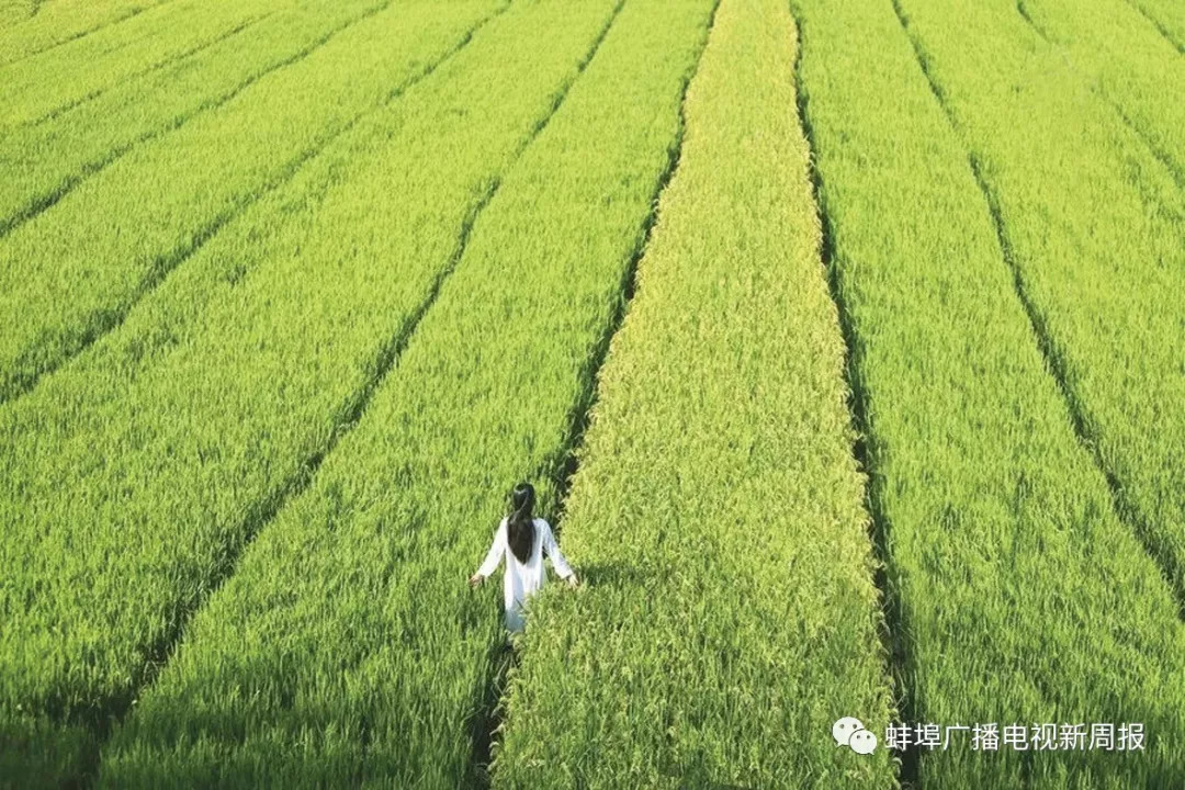 揭秘最新水稻价格与小巷美食，稻香秘境探秘之旅