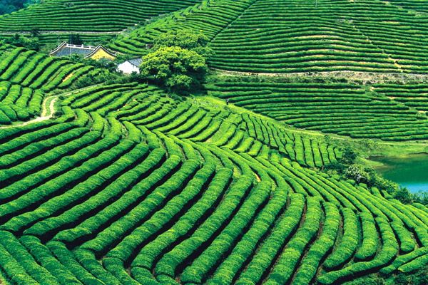 探秘隐藏版特色农业小店，29日最新农业信息及小巷深处的瑰宝