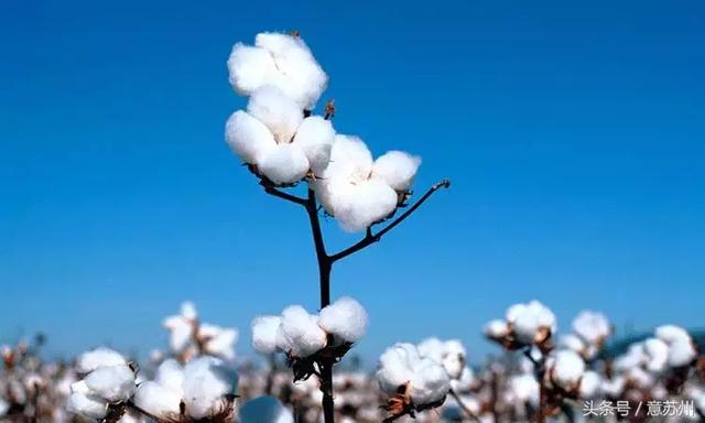 棉花最新价格背后的暖心故事，友情与陪伴的探秘之旅