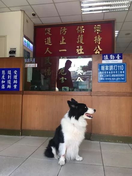 边牧犬机智报案背后的动物智商深度解读，走失后自主报案揭示动物行为能力之惊人