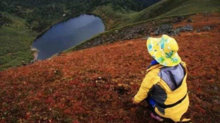 六不像神秘动物云南公路现身，引发关注热潮