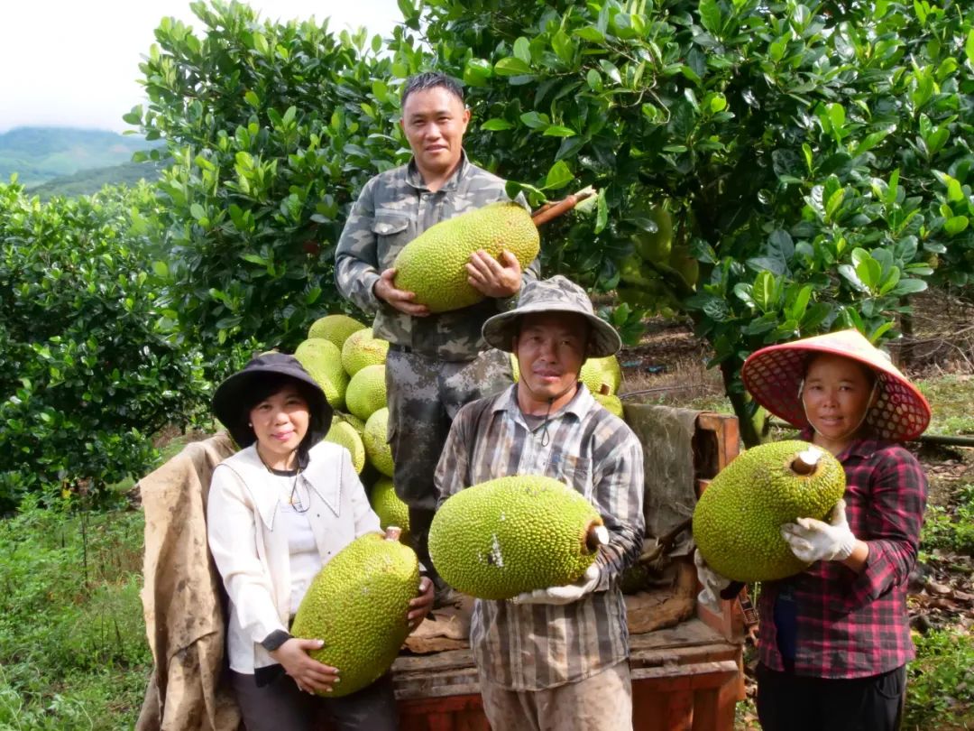 探索30日菠萝蜜最新版，特性、优势与应用解析