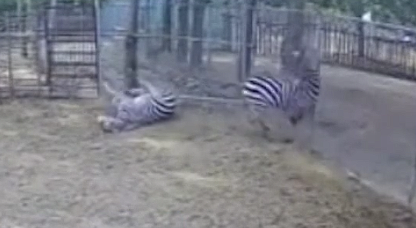 动物园斑马应激反应致撞墙死亡事件，背后的反思与警示