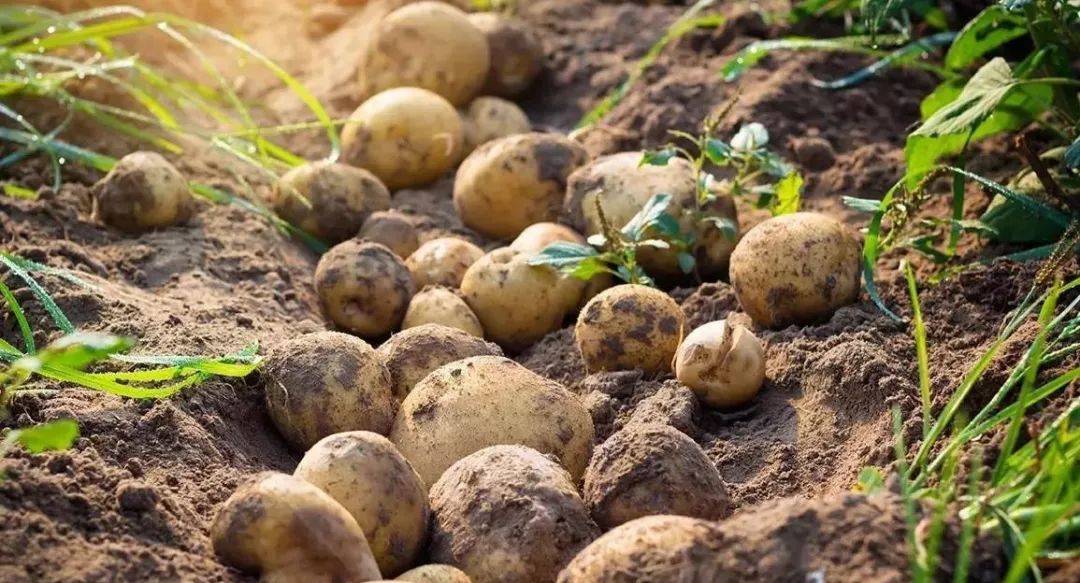 土豆哥最新资讯更新，最新动态及资讯解读