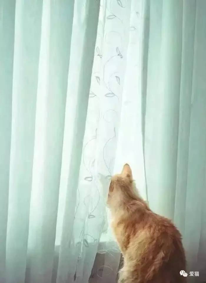 七仔最新照片引发公众关注与个人立场的探讨