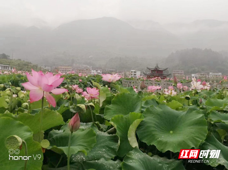 11月1日黑沙洲最新动态深度解析与观点阐述