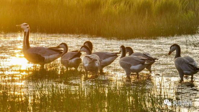 11月1日最新猎兔视频，掀起热潮的时代印记