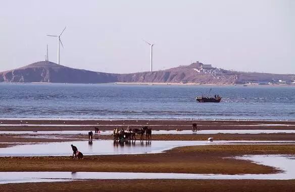 11月2日小倪赶海全攻略，掌握赶海技巧与步骤