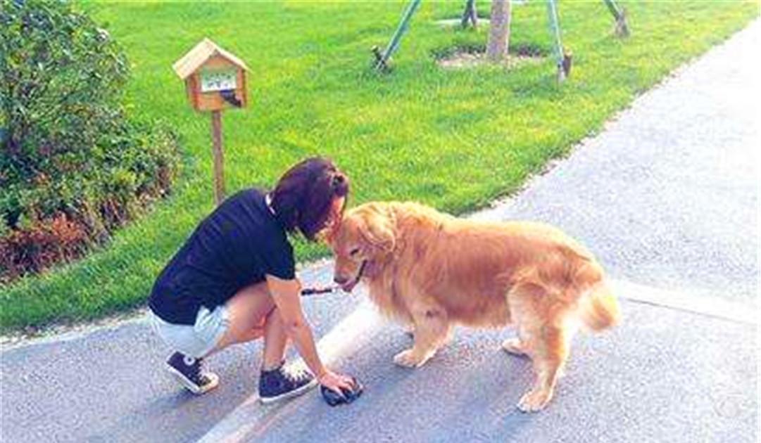 11月2日狗狗养护指南，从入门到进阶，成为狗狗高手的全攻略