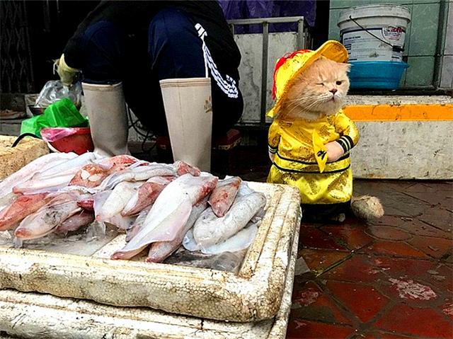 猫皇最新动态揭秘，11月2日的非凡时刻巨星闪耀登场