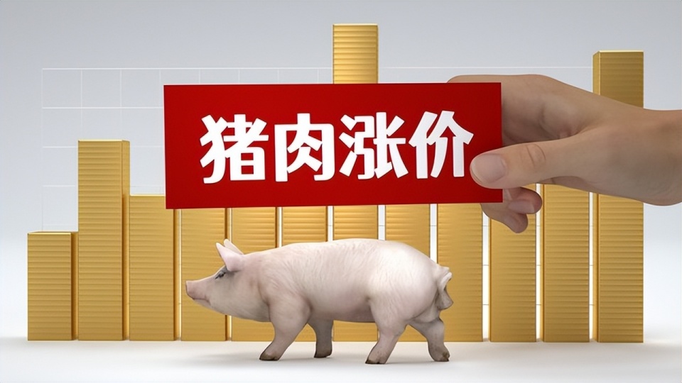 11月4日猪价格网手机版最新动态与行业洞察