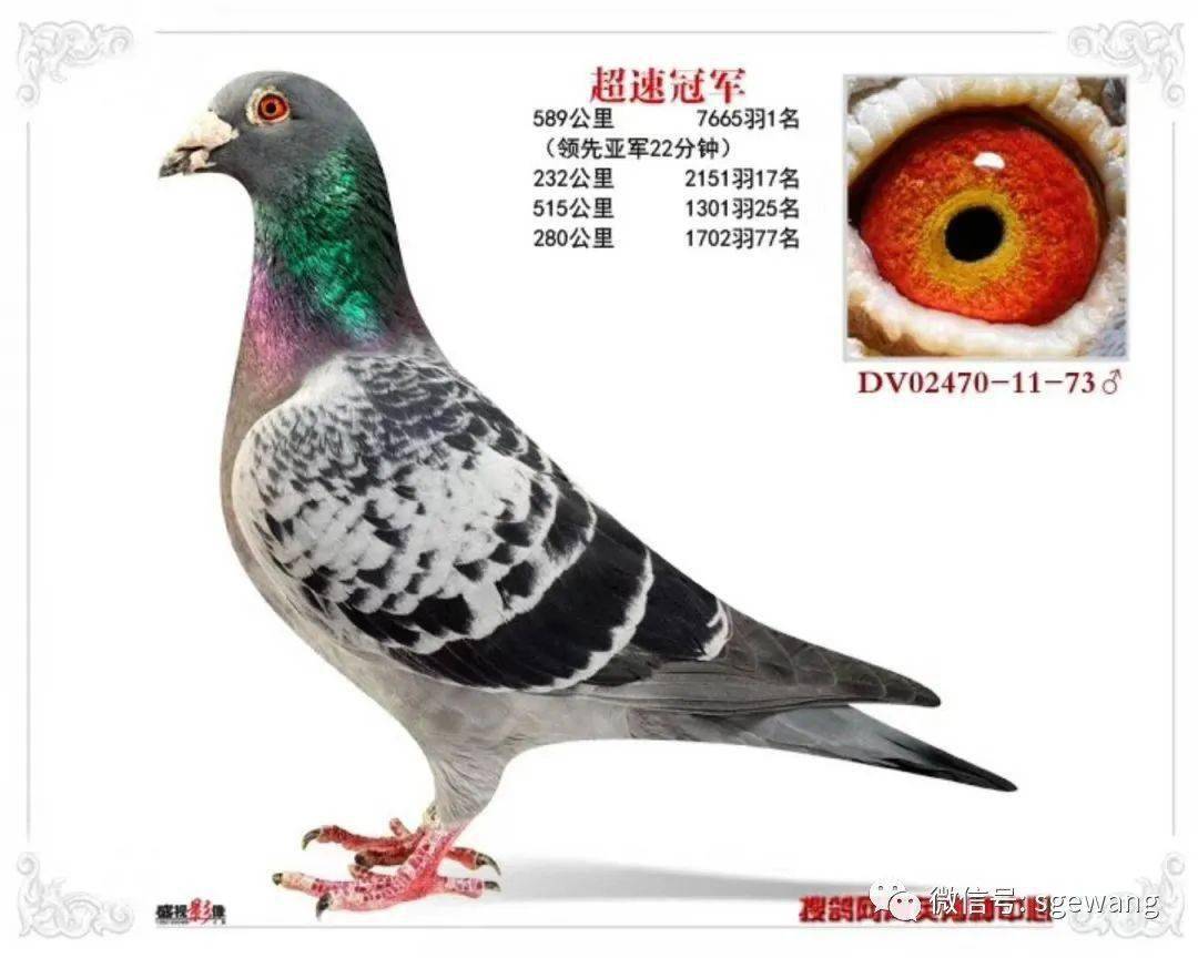 最新搜鸽网使用指南，适合初学者与进阶用户的操作指南（11月4日更新）