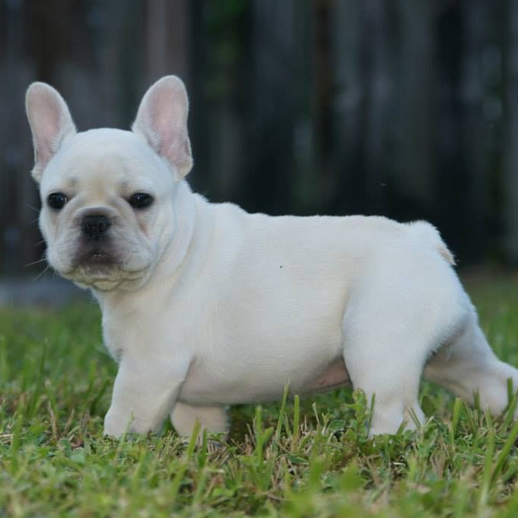 最新斗牛犬启示录，探寻自信与成就感的成长之路，成为更好的自己