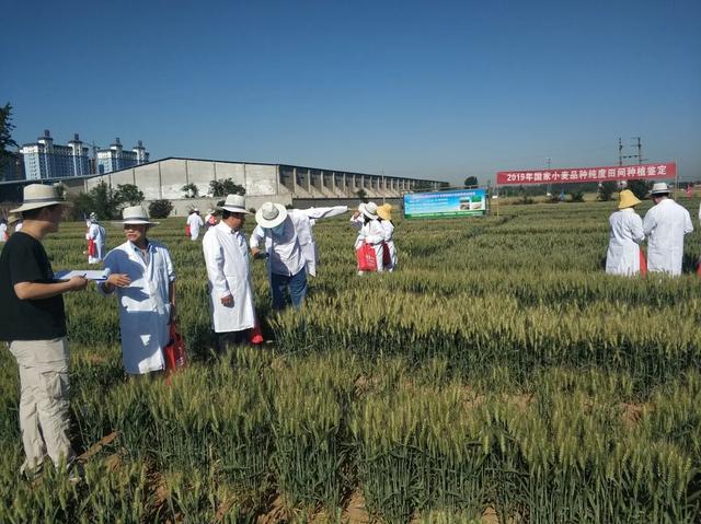 河北沃土种业最新动态解析及观点聚焦（11月5日更新）