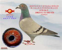 最新公告揭秘，天利赛鸽公棚赛事动态一网打尽