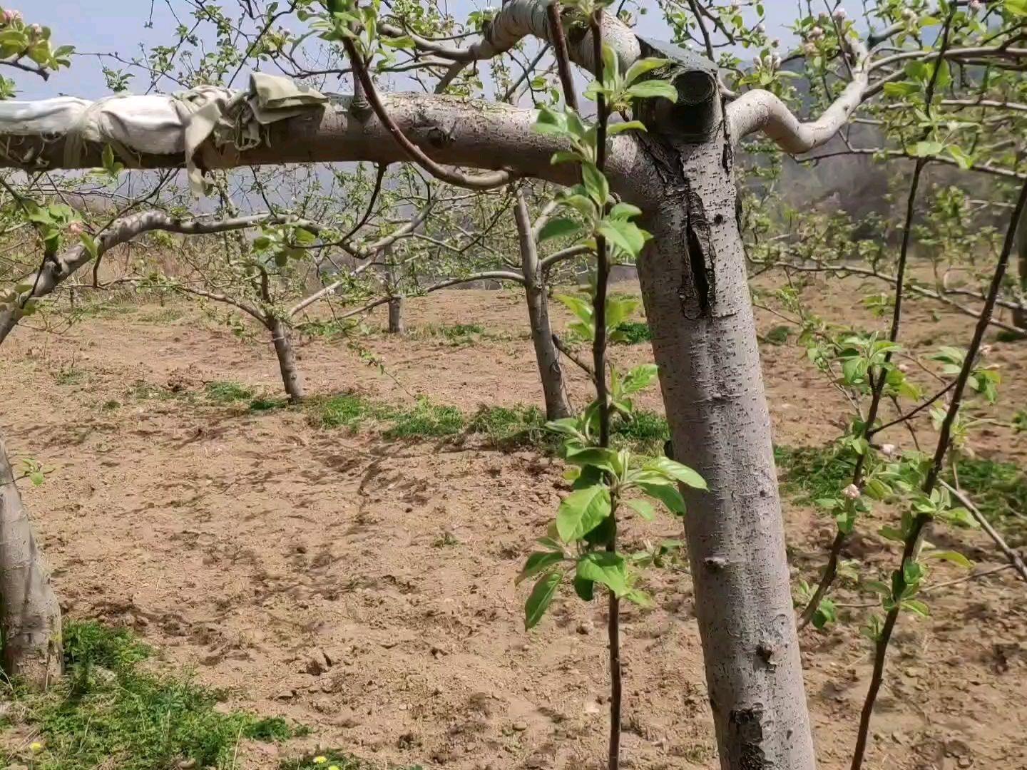 11月6日苹果树修剪技术，秋日修剪的温馨时光与爱的陪伴故事