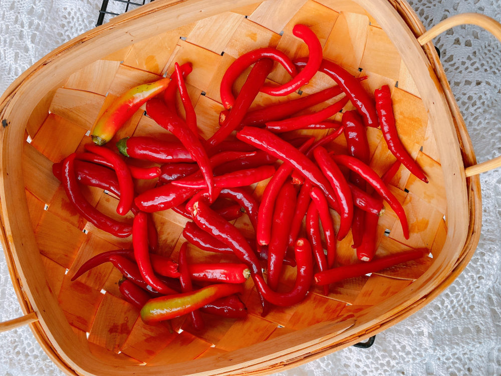 独家揭秘，印度S17辣椒最新行情走势及价格大曝光（最新资讯）