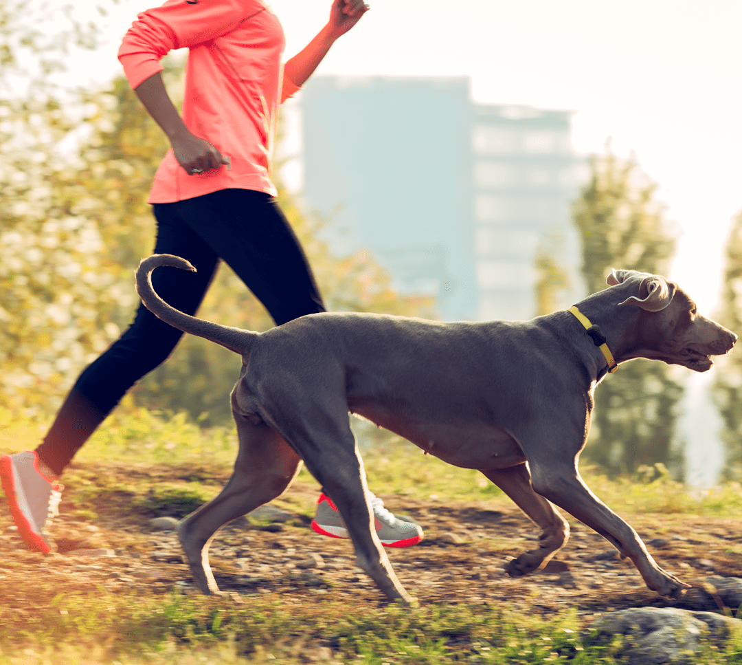11月最新资讯，智能狗技术革新引领宠物界科技风潮