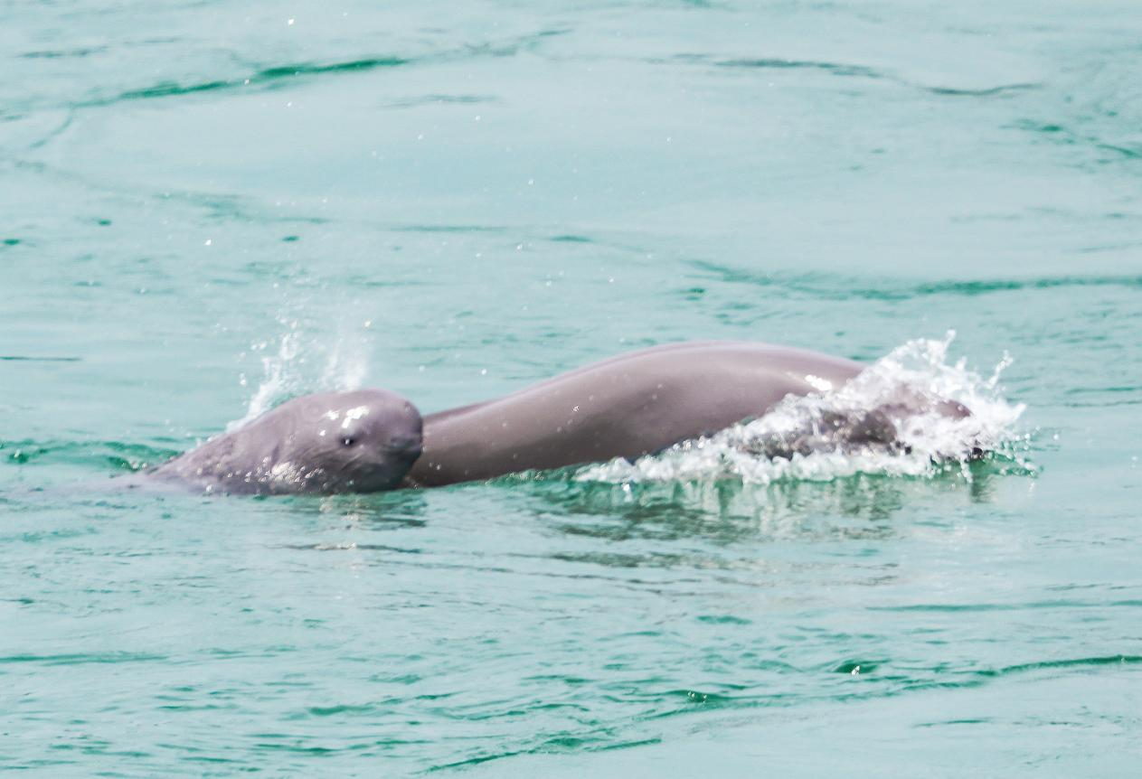 历史上的11月10日海豚最新报价回顾与影响分析