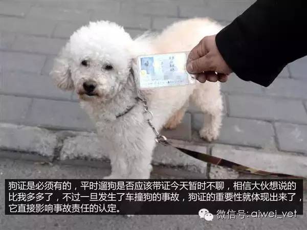 徐州新闻网狗年蜕变励志故事，自信与成就感的源泉，狗年最新资讯报道（2024年）