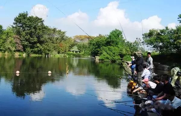 京钓网本周池塘广告揭秘，垂钓新篇章，探秘宁静池塘寻找内心平和之旅