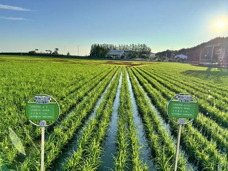 农业蔬菜种植之旅，探索绿意世界，寻找内心宁静与乐趣