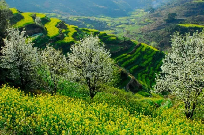 康乐亥牙的秘密花园，探秘小巷深处的最新花儿盛开时刻（2024年11月10日）