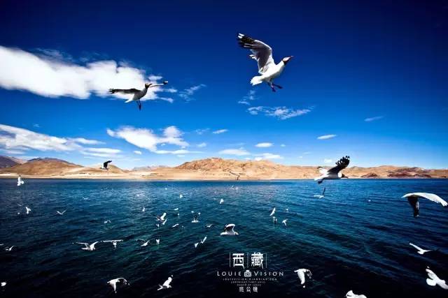 西藏林芝新篇章，高原上的励志故事与自信力量的变化