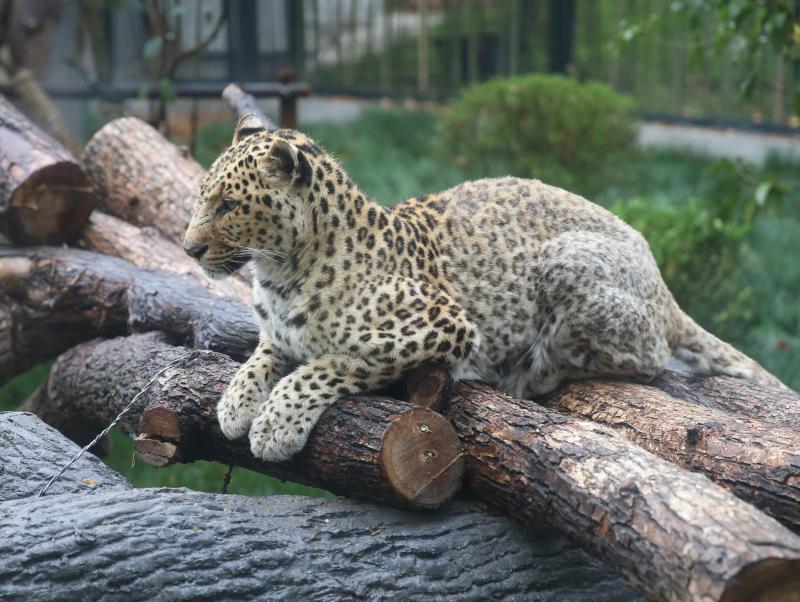 呈贡动物园最新动态引发讨论，如何平衡动物福利与公众娱乐？