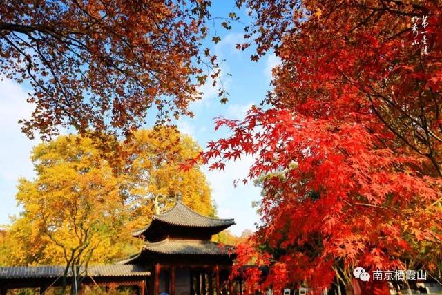 探寻金价的秘密，一场自然美景下的心灵之旅与最新金价查询（2024年11月13日）