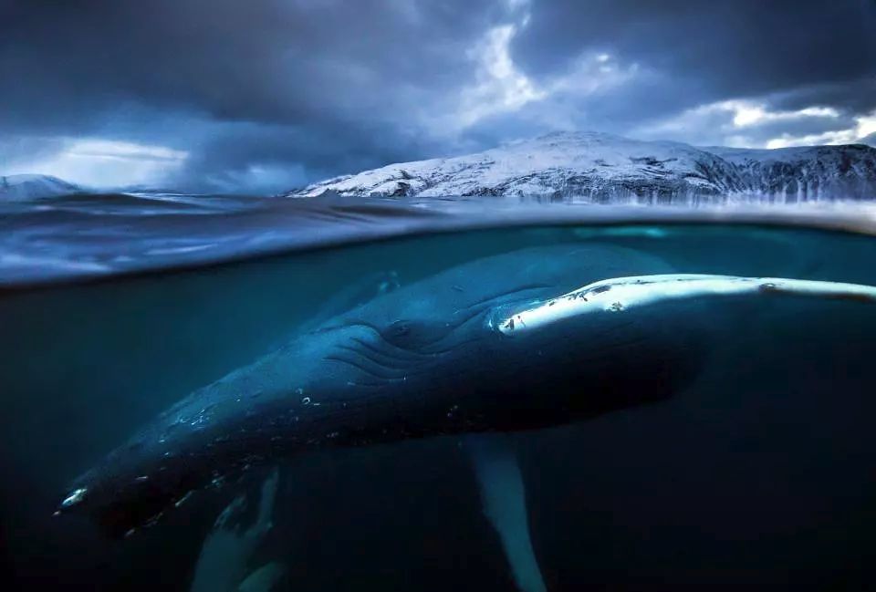 疫情下的自然探索，世界最新疫情情报与内心宁静之旅