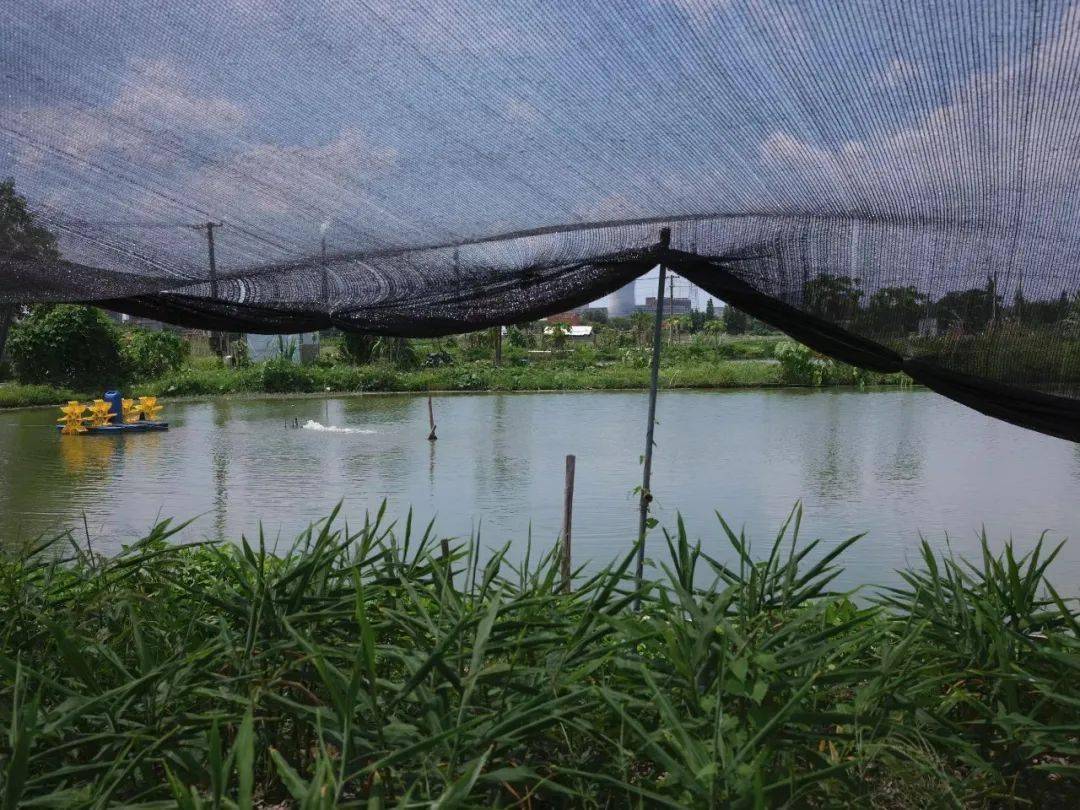 往年11月14日顺德生鱼塘头价解析与查询指南