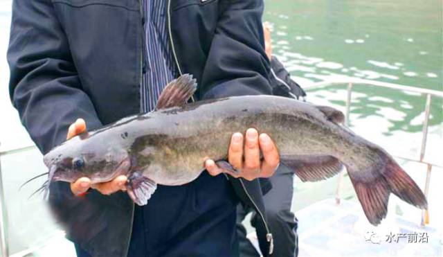 2024年11月16日 第23页